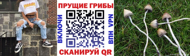 Купить  Валуйки  Псилоцибиновые грибы Psilocybine cubensis 